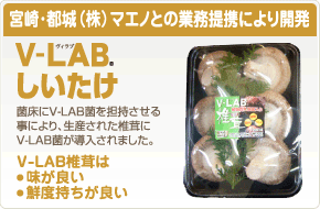 V-LAB FATLESS